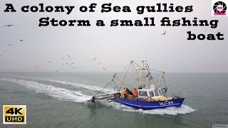 Breskens aan de Westerschelde | colony of Sea gullies Storm a small fishing boat | DJI Mavic Pro |