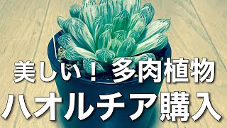 とても美しい多肉植物 ハオルチア（アイススプライト）を購入しましたのでご紹介です