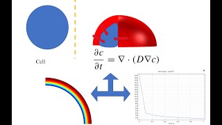 Solving basic Fick's Diffusion model in COMSOL Multiphysics