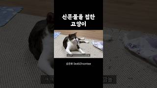 신문물보고 냥깜놀해벌임 #고양이 #cat #shortsvideo #cute #유머 #고양이일상 #웃긴영상