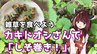 【思い切って野草を食べてみよう】#19 カキドオシさんで「しそ巻き」！