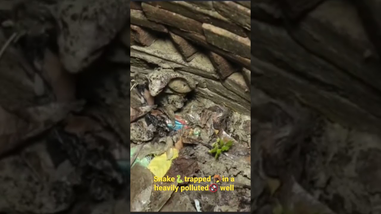 Snake🐍trapped🪤in a heavily polluted🚱well | Being Swampy well Snake struggles to come out #shorts