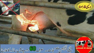 مہنگے انجیکشن(ٹیکوں)سے نجات. صرف 60 روپے میں ساڑو کا علاج  Daisi formula of mastitis of dairy animal