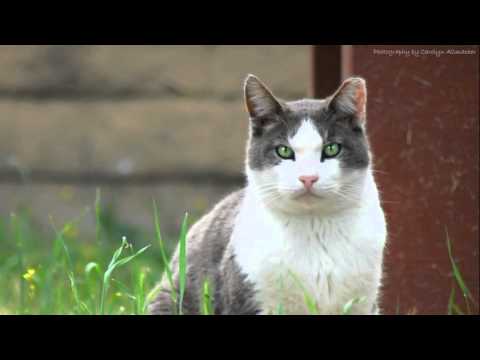 What to do when you find a feral or stray cat What to do when you find a feral or stray cat