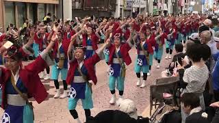 大橋通り踊り子隊　高知よさこい2024　本祭1日目　帯屋町演舞場