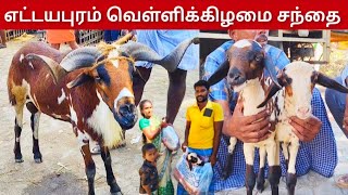 எட்டயபுரம் வெள்ளிக்கிழமை சந்தை விலை நிலவரம் ஒரிஜினல் எட்டயபுரம் குட்டி#goat #ettayapuramgoatmarket