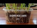 Growing Chickpeas Microgreens in Recycled Food Box at Home | 16 Days