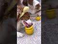 プーさんになりきってハニーポットに入ったおやつを食べる犬達が可愛い🍯🐝✨ shorts