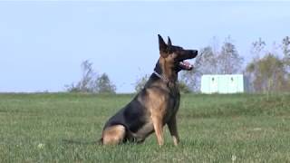 One Agency - Infinite Opportunties: K9 Unit