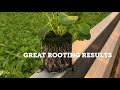 ellepot hydroponic propagation system. new technology