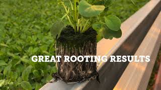 Ellepot - Hydroponic Propagation System. New technology