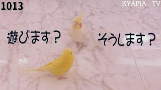 Vlog★仲良しオカメインコとセキセイインコ\u0026忙しい日の夫婦2人ご飯｜犬ハムスター多頭飼い動物動画 Animals Parakeet Cockatail Budgie