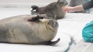 換毛期であまりご飯を食べたくないワモンアザラシのアラレちゃん