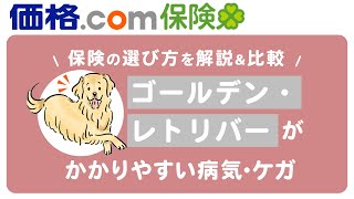 【ペット保険】ゴールデン・レトリバーの健康で気を付けたいポイントを獣医師観点でアドバイス！