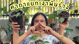 นางไม้ไผ่ EP.15 : แยกหน่อหน้าวัวใบ Anthurium crystallinum silver