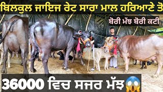 15ਲੀਟਰ ਵਾਲੀਆ 5 ਝੋਟੀਆ ਅਤੇ 1 ਵੈੜ ਵੀਕਾਓ। cow and Buffalo for sale/vadiya farm/14-7-23