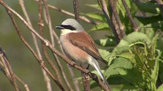 TÖRNSKATA  Red-backed Shrike  (Lanius collurio)  Klipp - 3089