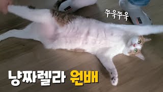 자꾸 드러눕는 고양이 (feat. 냥짜렐라)