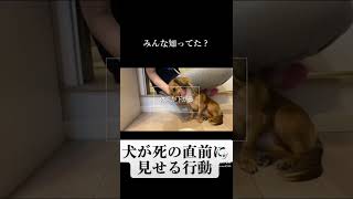 犬が死の直前に見せる行動 #shorts