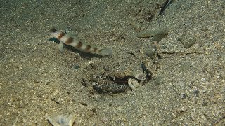 딱총새우류 미기록종(Alpheus bellulus)~Tiger Pistol Shrimp,Tiger Snapping Shrimp