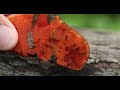 mushroom identification cinnabar polypore