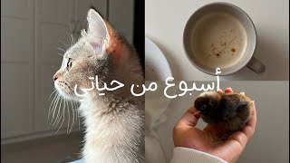 فلوق اسبوعي: صباح هادئ, روتين يوم الجمعة ☕️