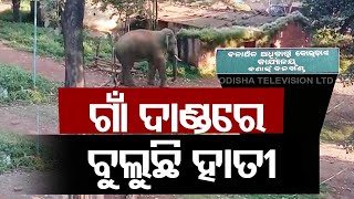 Panic grips locals after tusker enters human settlement in Odisha’s Sundargarh