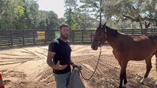 BUILDING TRUST WITH YOUR HORSE #horses #equestrian