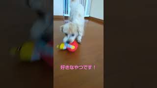 今日は、一番好きなやつの紹介です… #マルプー #さくら #ミックス犬  #犬のオモチャ #shorts