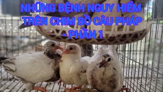 NHỮNG BỆNH NGUY HIỂM TRÊN CHIM BỒ CÂU PHÁP - PHẦN 1