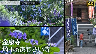 あじさい寺　金泉寺　紫陽花　2023　シネマティック　/　hydrangea　Kinsenji Temple　cinematic 4K