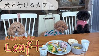 【犬と行けるカフェ】生後5ヶ月トイプードルはじめてのカフェへ行きました〜Leaf＋広島〜