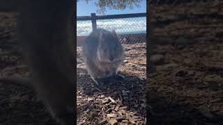 Quokka smiling