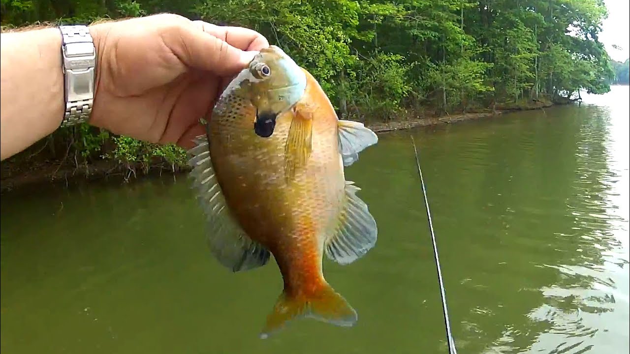 Catching Big Bluegill On Lake Norman NC - YouTube