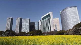 浜離宮の菜の花と梅 Rape blossoms\u0026Japanese Plum blossoms in Hamarikyu Gardens