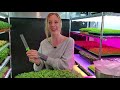 how to grow broccoli tatsoi u0026 brussel sprout microgreens salad mix