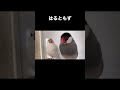 白文鳥に問い詰められて逃げ腰の桜文鳥 shorts 文鳥 白文鳥 桜文鳥 ペット