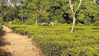 Bharnobari tea garden .... elephant in tea garden