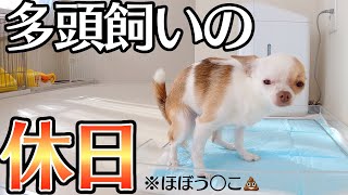 多頭飼いの休日を撮影したらただのう○こ掃除動画になった