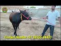 2 ਜਰਸੀ ਗਾਵਾਂ ਵਿਕਾਊ 2 jersey cows for sale