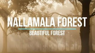 Nallamala an enchanting and mysterious forest