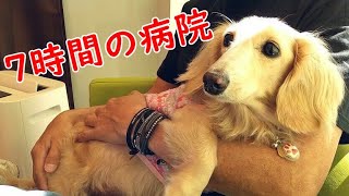 健康診断ではじめて7時間も病院に預けられたビハク【保護犬】【ミニチュアダックスフンド】 【Protective dog/Miniature Dachshund】