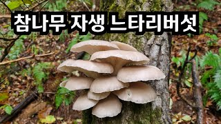 참나무 느타리 버섯 처음 봅니다