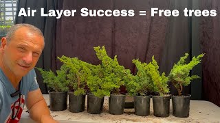 Air Layering Bonsai Success – How to Create Free Bonsai Trees Easily!