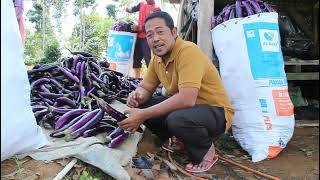 Panen Terong Ungu Hasil Melimpah