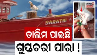 Spy Pigeon DNA Test | ଗୁପ୍ତଚରୀ ପାରାର ହେବ DNA ଟେଷ୍ଟ | DNA କହିବ ପାରା ଚୀନ୍‌ ନା ପାକିସ୍ତାନର ? | Odia News