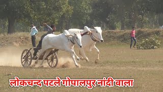 लोकचन्द पटले गोपालपुर नाटा और सोहेब पटेल नांदी झम्मलटोला वाला बैलजोड़ी दौड़