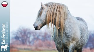 Koń Percheron, najczęściej eksportowane konie ciężkie na świecie, Pochodzenie ras