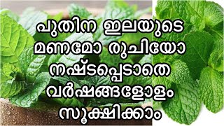 പുതിന ഇനി വർഷങ്ങളോളം കേടാകാതെ സൂക്ഷിക്കാം| mint leaves