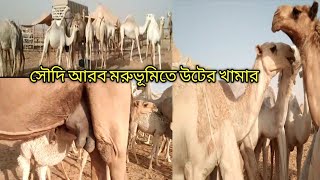 সৌদি আরবে উটের খামার।। মরুভূমিতে কিভাবে উট পালন করা হয় দেখুন